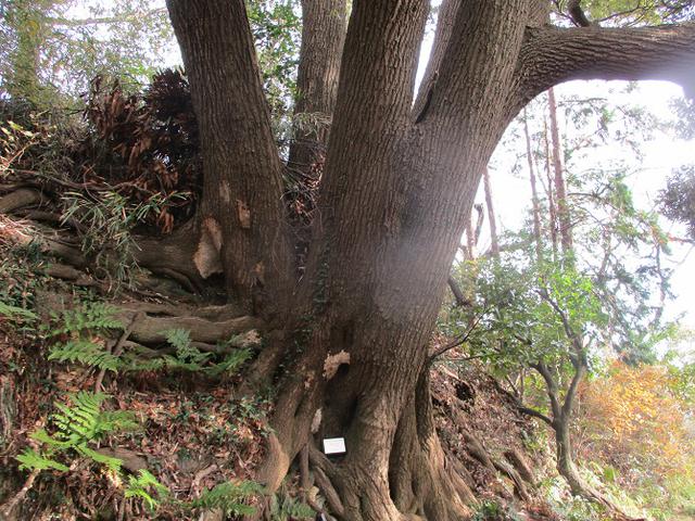 画像12: 12月21日に山旅会現地集合 「鷹取山」 ツアーに行ってきました!