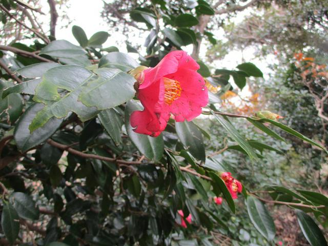 画像8: 12月21日に山旅会現地集合 「鷹取山」 ツアーに行ってきました!