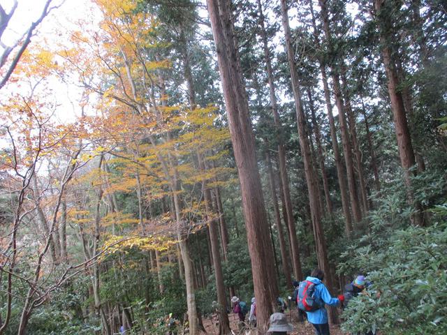 画像5: 12月13日に岡田ガイドのコースで 鐘ヶ岳 ツアーに行ってきました!