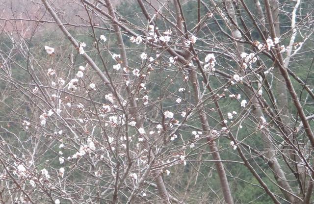 画像5: 12月22日に山旅会 能岳から八重山 ツアーに行ってきました!