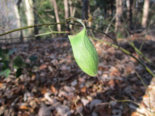 画像12: 12月20日に栃木と茨城の県境の山 「仏頂山から高峰」 へ行って来ました♪