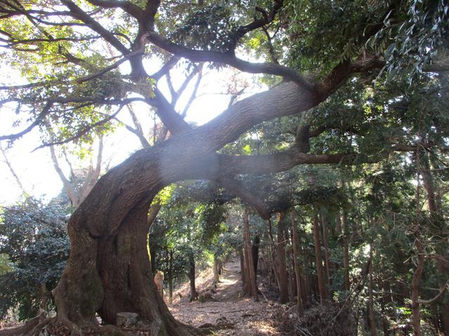 画像6: 丹沢白山の下見に行ってきました! (1月に現地集合ツアー、2月バス日帰りツアーがあります)