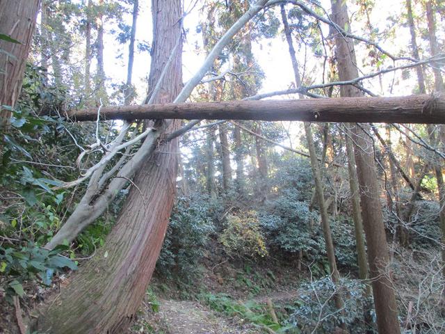画像13: 1月の山旅会現地集合ツアー 「阿部倉山から二子山」 ツアーの下見に行ってきました!