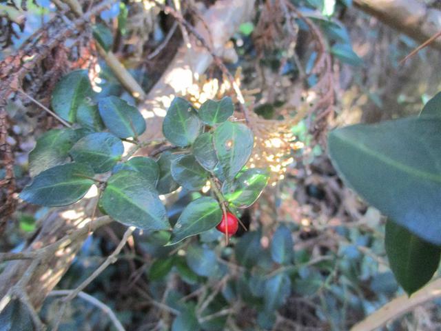 画像5: 1月の 「満観峰から丸子富士」 ツアーの下見に行ってきました!