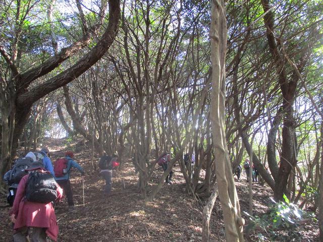 画像2: 1月10日に山旅会 神峰山から鞍掛山 ツアーに行ってきました!