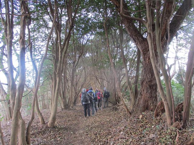 画像8: 1月10日に山旅会 神峰山から鞍掛山 ツアーに行ってきました!