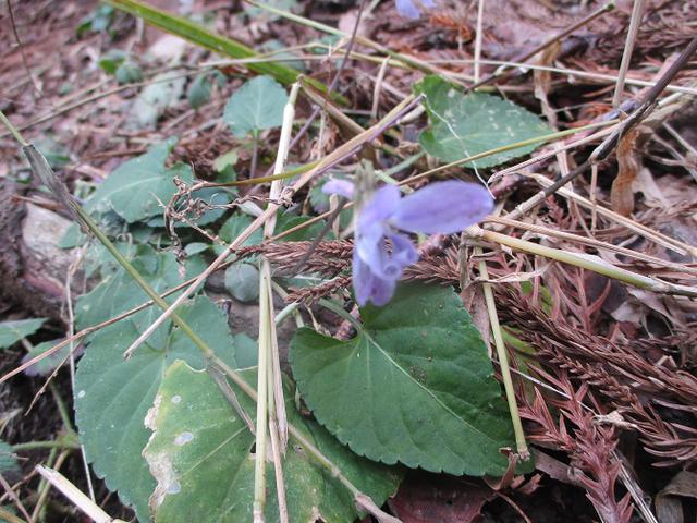 画像5: 1月11日に山旅会現地集合 阿部倉山から二子山 ツアーに行ってきました!