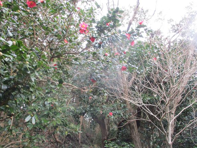 画像7: 1月11日に山旅会現地集合 阿部倉山から二子山 ツアーに行ってきました!