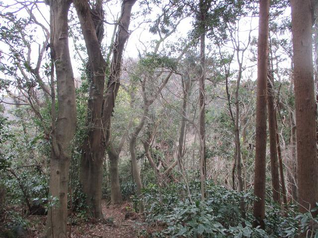 画像6: 1月11日に山旅会現地集合 阿部倉山から二子山 ツアーに行ってきました!