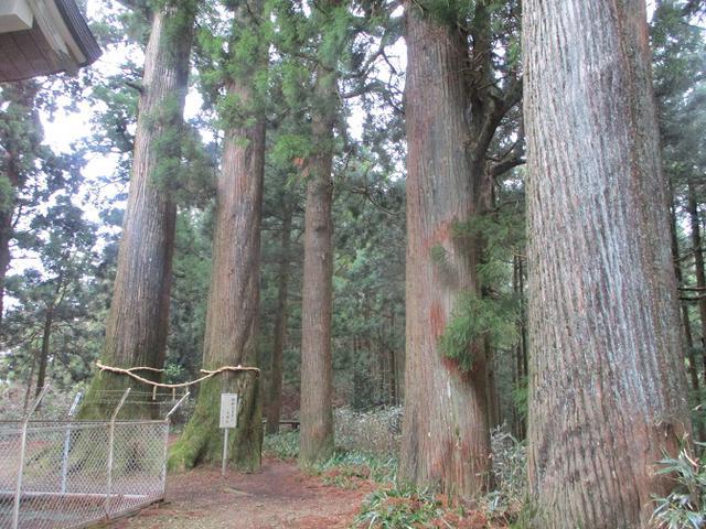 画像4: 来年冬の企画素材を探して静岡県の山を歩いてみました!