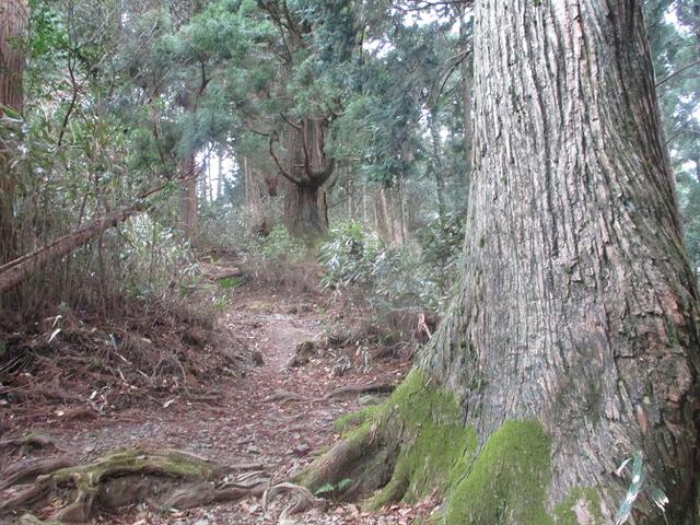 画像5: 来年冬の企画素材を探して静岡県の山を歩いてみました!