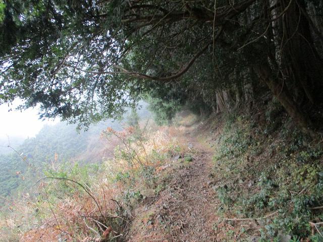 画像2: 来年冬の企画素材を探して静岡県の山を歩いてみました!
