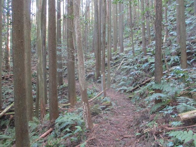 画像6: 来年冬の企画素材を探して静岡県の山を歩いてみました!