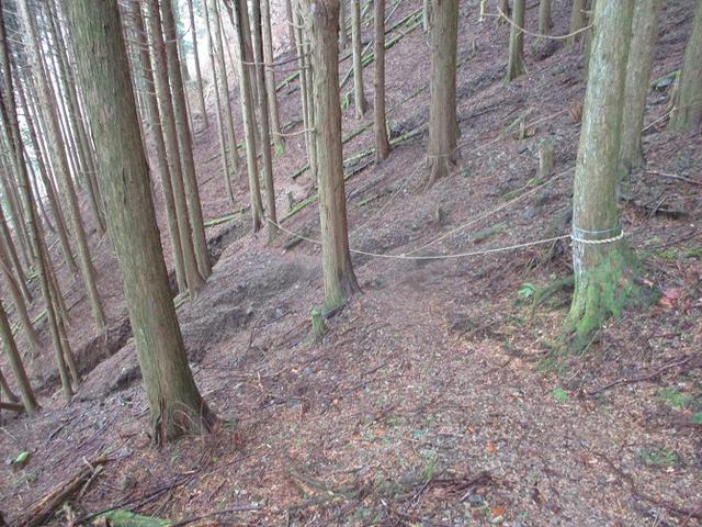 画像14: 来年冬の企画素材を探して静岡県の山を歩いてみました!