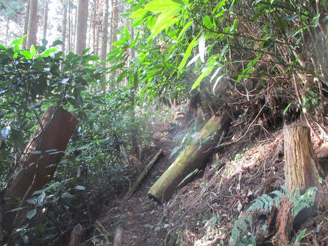 画像1: 来年冬の企画素材を探して静岡県の山を歩いてみました!