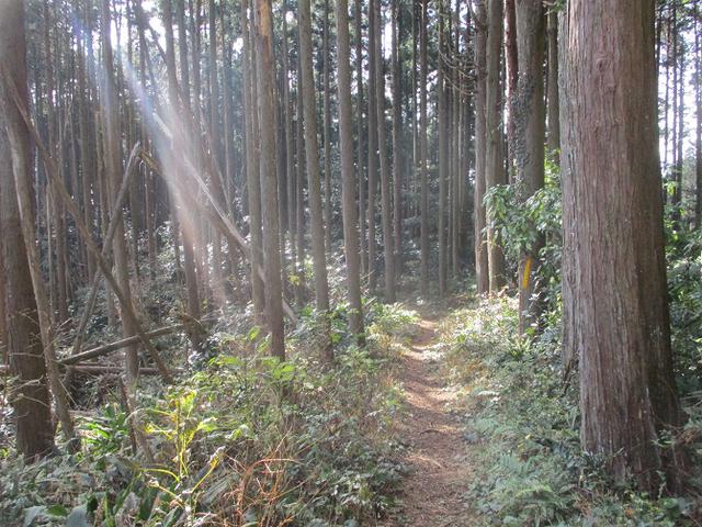 画像7: 来年冬の企画素材を探して静岡県の山を歩いてみました!
