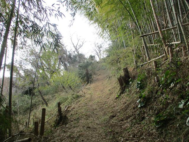 画像12: 来年冬の企画素材を探して静岡県の山を歩いてみました!