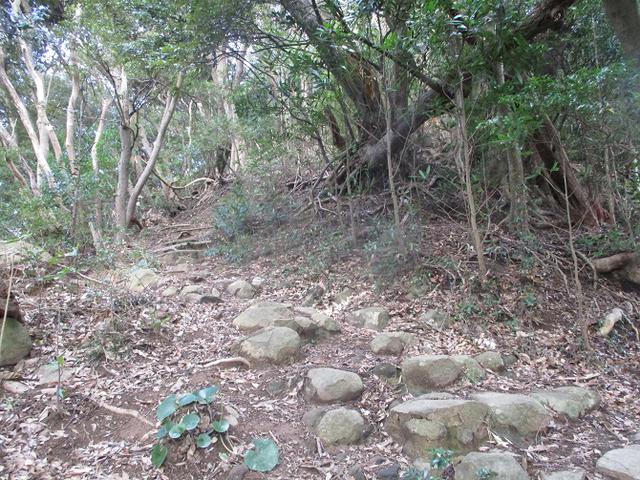画像3: 来年冬の企画素材を探して静岡県の山を歩いてみました!