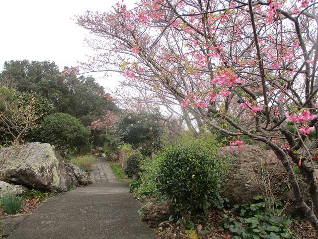 画像8: 来年冬の企画素材を探して静岡県の山を歩いてみました!
