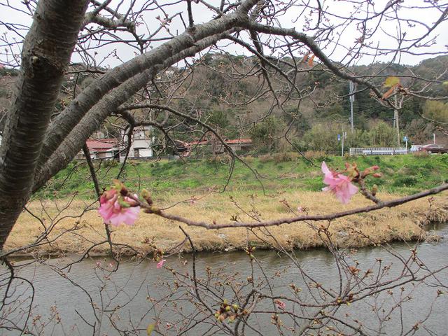 画像18: 来年冬の企画素材を探して静岡県の山を歩いてみました!