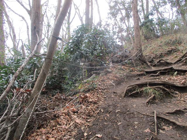 画像11: 2月の山旅会 高麗山 ツアーの下見にいってきました!