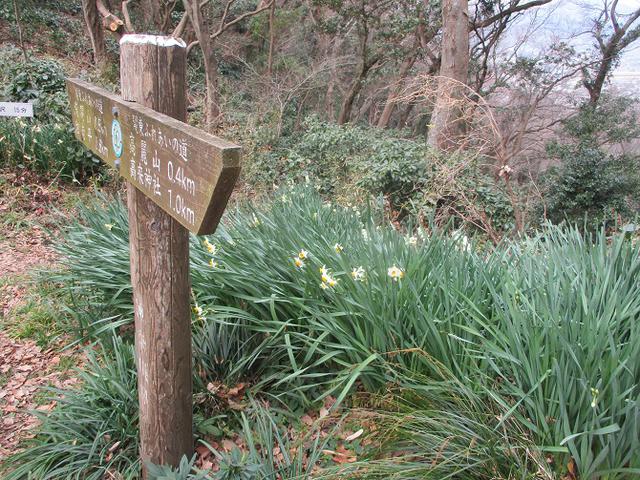 画像7: 2月の山旅会 高麗山 ツアーの下見にいってきました!