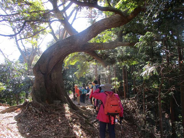 画像8: 1月21日に岡田ガイドのコースで 丹沢白山 へ行ってきました♪