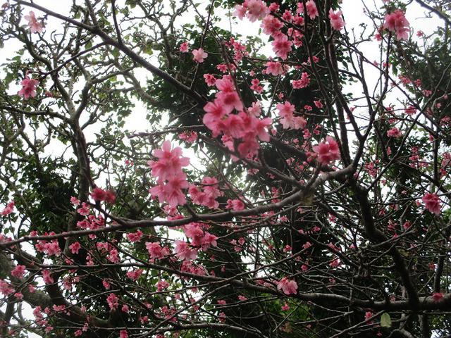 画像2: 本日は山旅会ツアー3月までの催行状況のご案内です!