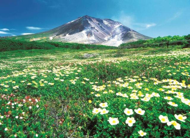 画像: 北海道・旭岳 ロープウェイ駅から歩ける高山植物の名所・裾合平