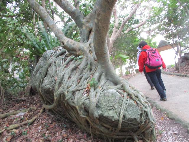 画像7: 岡田ガイドのコースで、1月29日から31日に沖縄へ行って来ました♪