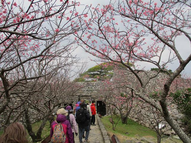 画像12: 岡田ガイドのコースで、1月29日から31日に沖縄へ行って来ました♪