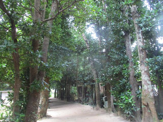 画像14: 岡田ガイドのコースで、1月29日から31日に沖縄へ行って来ました♪