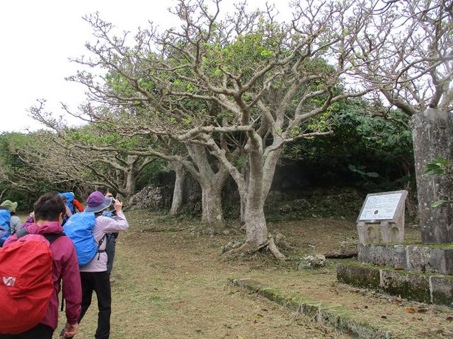 画像5: 岡田ガイドのコースで1月29日から31日に 沖縄 へ行って来ました♪