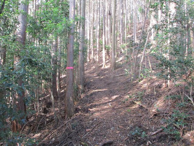 画像5: 来年冬の企画素材を探して山梨県南部の山 貫ヶ岳 を歩いてみました!