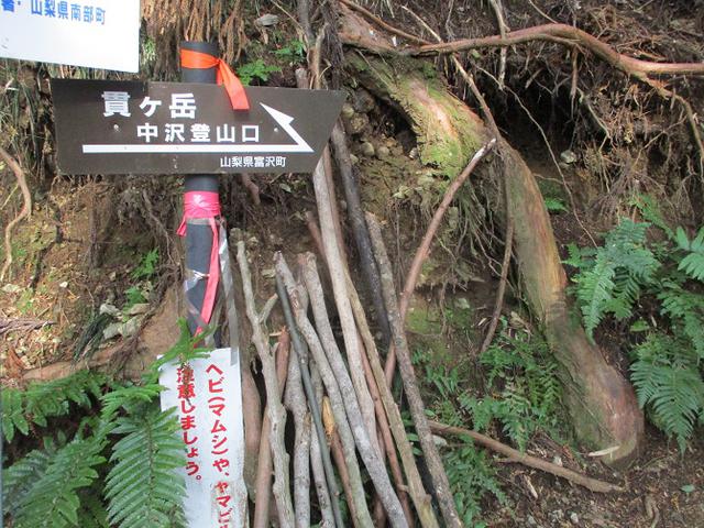 画像4: 来年冬の企画素材を探して山梨県南部の山 貫ヶ岳 を歩いてみました!