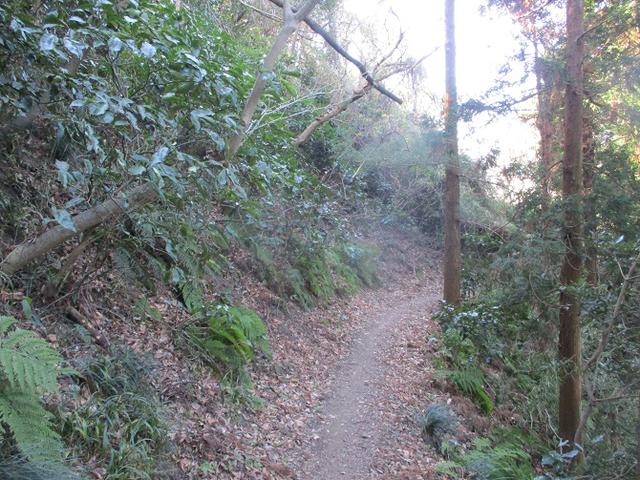 画像10: 先日、山旅会 仙元山から茅塚 ツアーの下見に行ってきました!