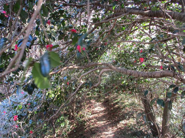 画像8: 先日、山旅会 仙元山から茅塚 ツアーの下見に行ってきました!