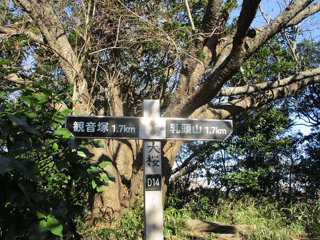 画像7: 先日、山旅会 仙元山から茅塚 ツアーの下見に行ってきました!