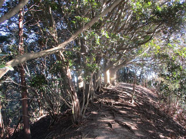 画像6: 先日、山旅会 仙元山から茅塚 ツアーの下見に行ってきました!