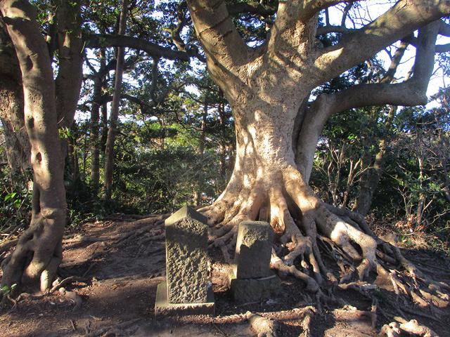 画像5: 先日、山旅会 仙元山から茅塚 ツアーの下見に行ってきました!