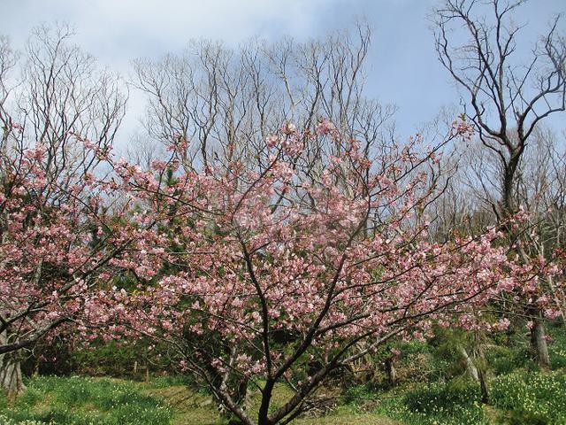 画像3: 山旅会ツアー3月までの催行状況のご案内です!