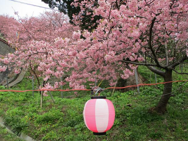 画像4: 来年冬の企画のネタを探して 松田山 に行ってきました!