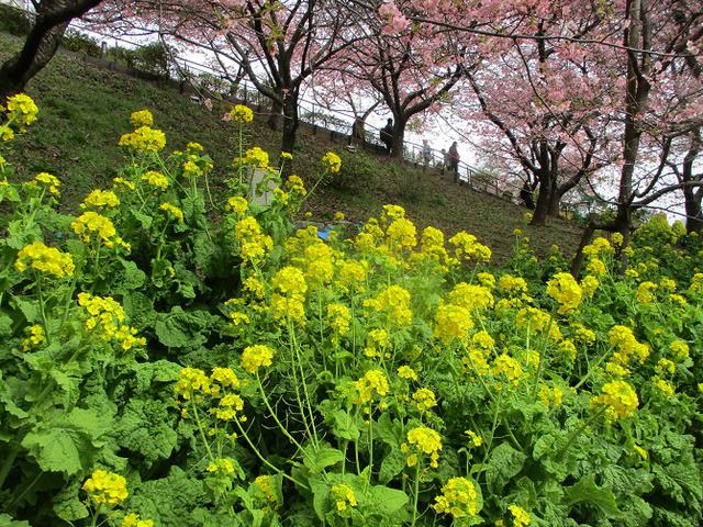 画像7: 来年冬の企画のネタを探して 松田山 に行ってきました!