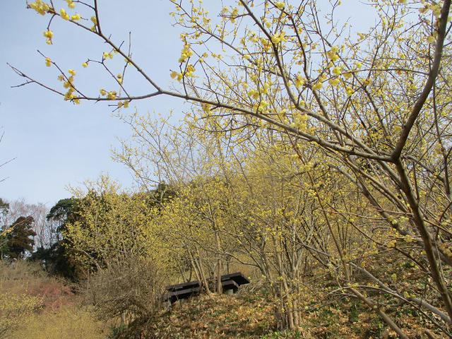 画像2: 来年冬の企画のネタを探して 松田山 に行ってきました!
