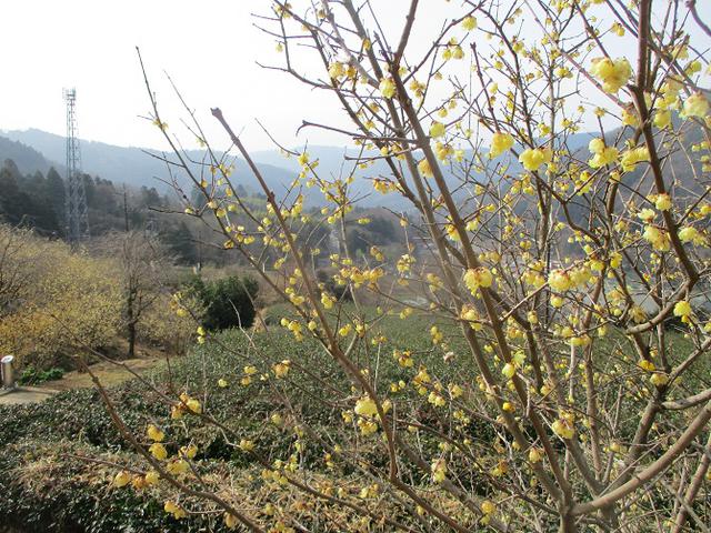 画像1: 来年冬の企画のネタを探して 松田山 に行ってきました!