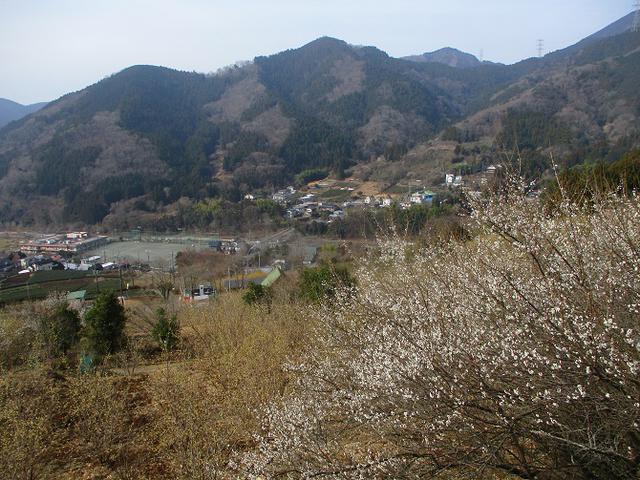 画像3: 来年冬の企画のネタを探して 松田山 に行ってきました!