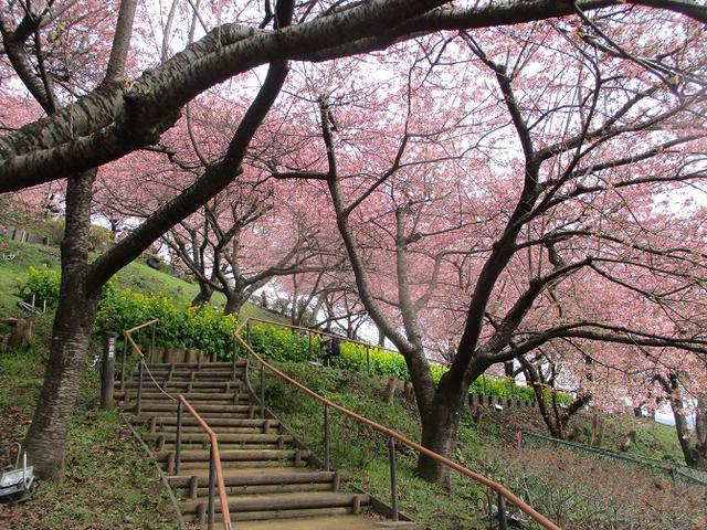 画像6: 来年冬の企画のネタを探して 松田山 に行ってきました!