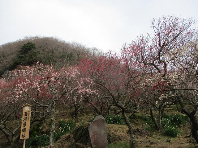 画像2: 2月の山旅会 湯河原城山 の下見に行ってきました!