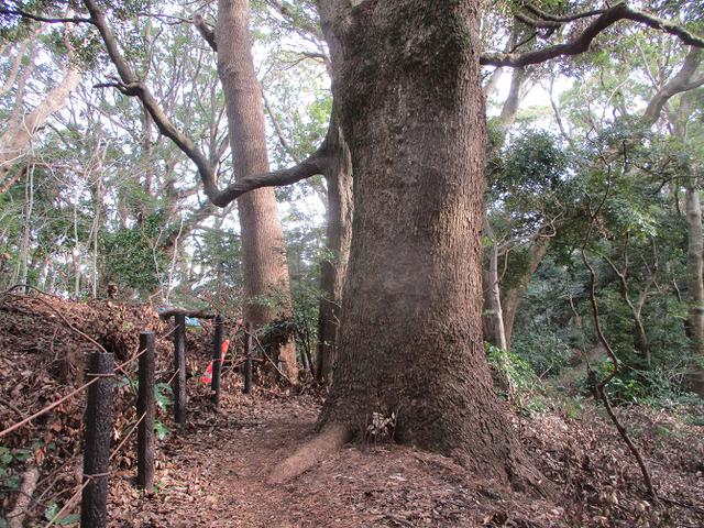 画像7: 2月の山旅会 真鶴半島ハイクと湯河原梅林 の下見に行ってきました!