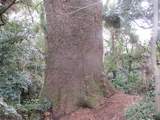 画像9: 2月の山旅会 真鶴半島ハイクと湯河原梅林 の下見に行ってきました!